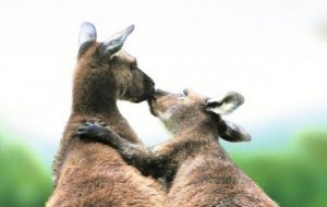 ANIMALS IN LOVE