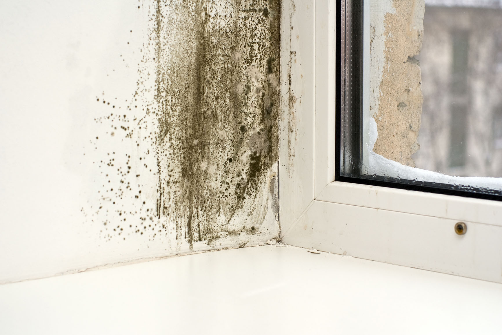 How Mould Can Contribute to Sick Building Syndrome and How You Can Get Rid of It